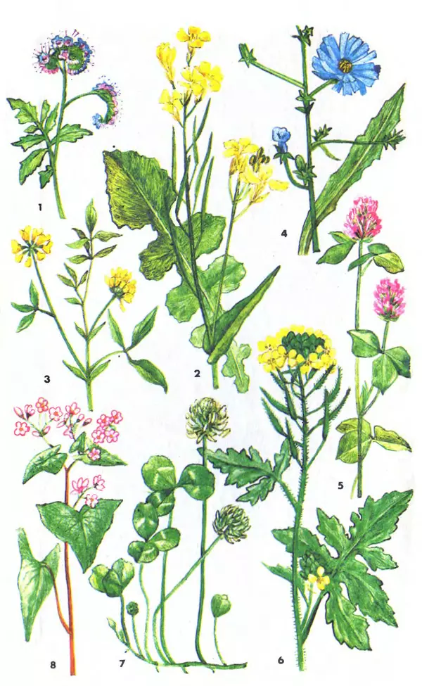 Михаил Шеметков - Советы пчеловоду. — 2-е изд., перераб. и доп. - Страница № 2