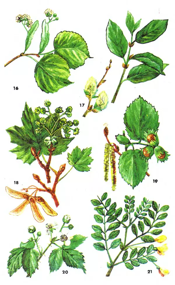 Михаил Шеметков - Советы пчеловоду. — 2-е изд., перераб. и доп. - Страница № 262