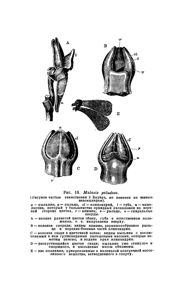 Чарльз Дарвин - Собрание сочинений в 9 томах. Том 6. Опыление орхидей насекомыми. Перекрестное опыление и самоопыление - Страница № 158
