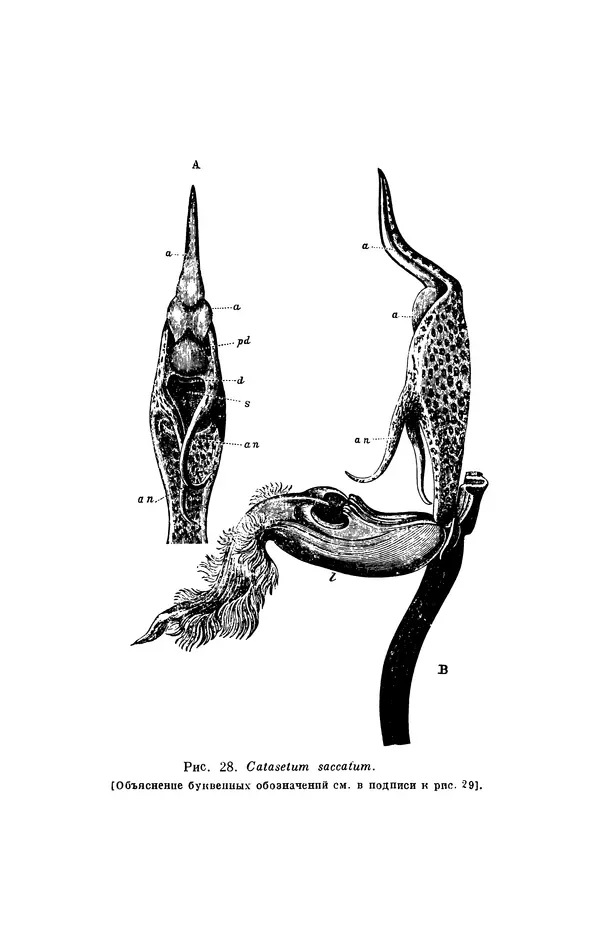 Чарльз Дарвин - Собрание сочинений в 9 томах. Том 6. Опыление орхидей насекомыми. Перекрестное опыление и самоопыление - Страница № 191