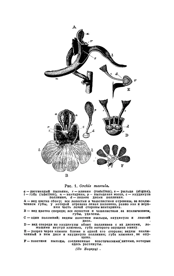 Чарльз Дарвин - Собрание сочинений в 9 томах. Том 6. Опыление орхидей насекомыми. Перекрестное опыление и самоопыление - Страница № 84