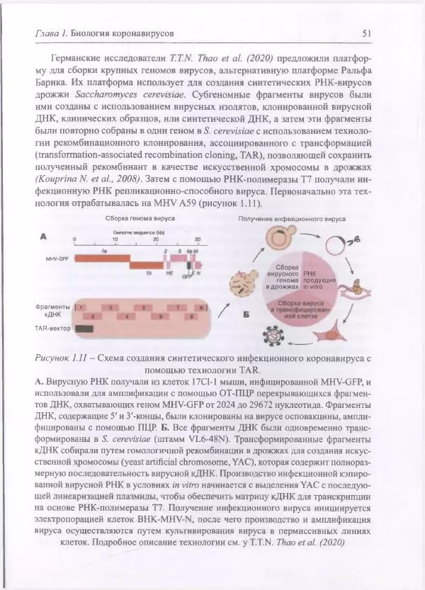 Михаил Супотницкий - COVID-19: трудный экзамен для человечества - Страница № 51