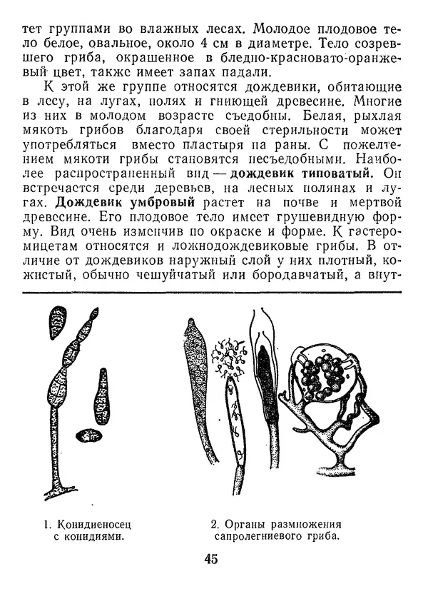 Нина Черепанова - Грибы - Страница № 47