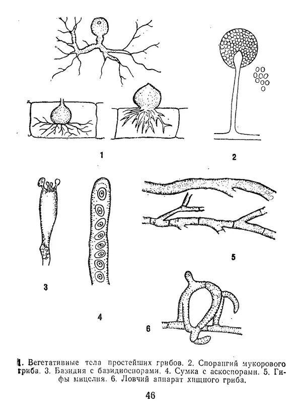 Нина Черепанова - Грибы - Страница № 48
