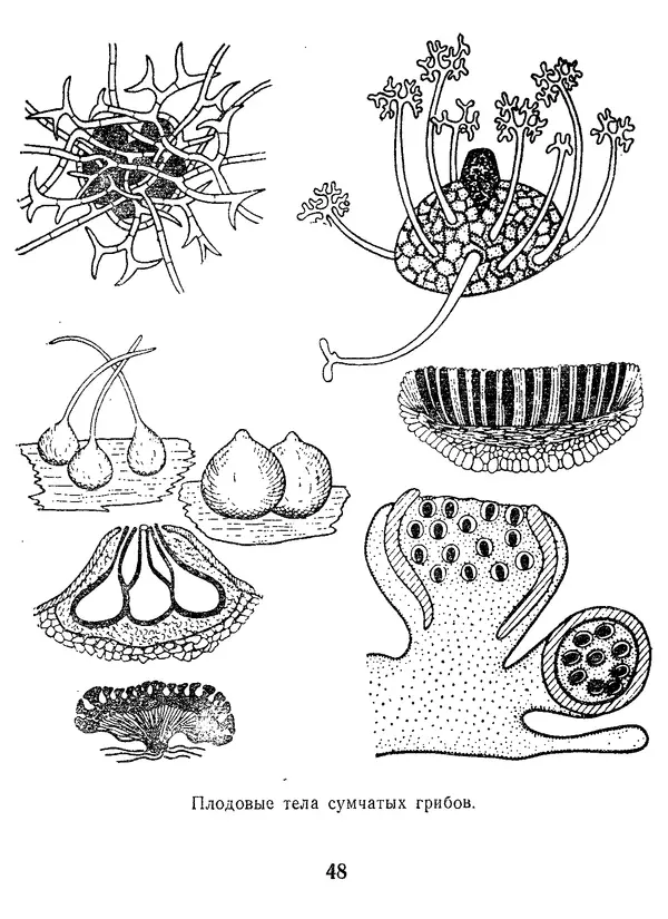 Нина Черепанова - Грибы - Страница № 50