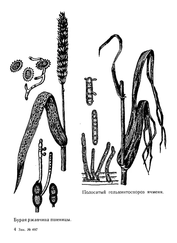 Нина Черепанова - Грибы - Страница № 51