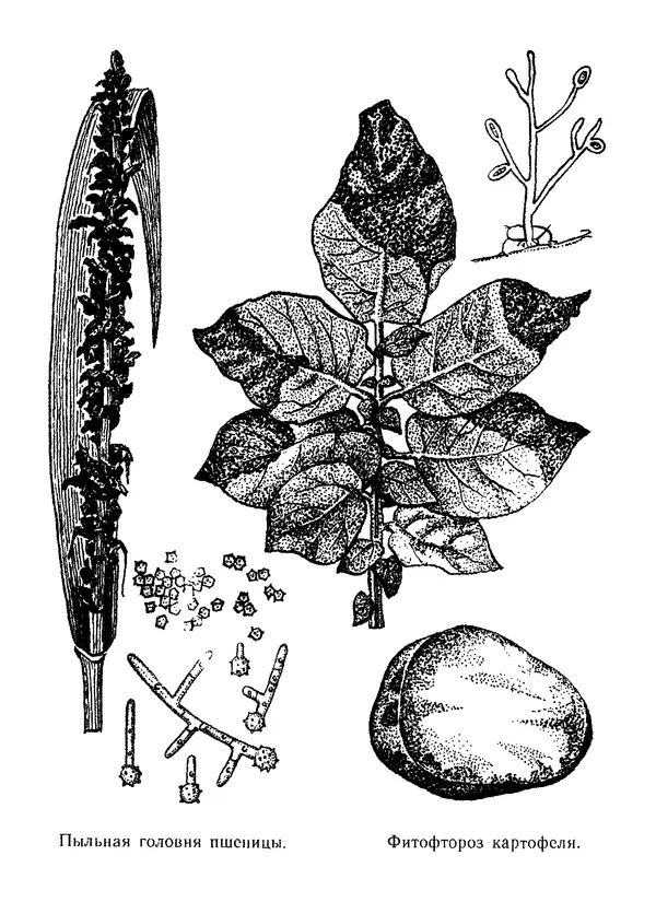 Нина Черепанова - Грибы - Страница № 52