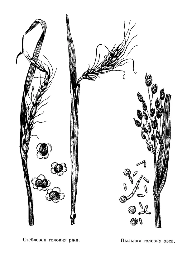 Нина Черепанова - Грибы - Страница № 53