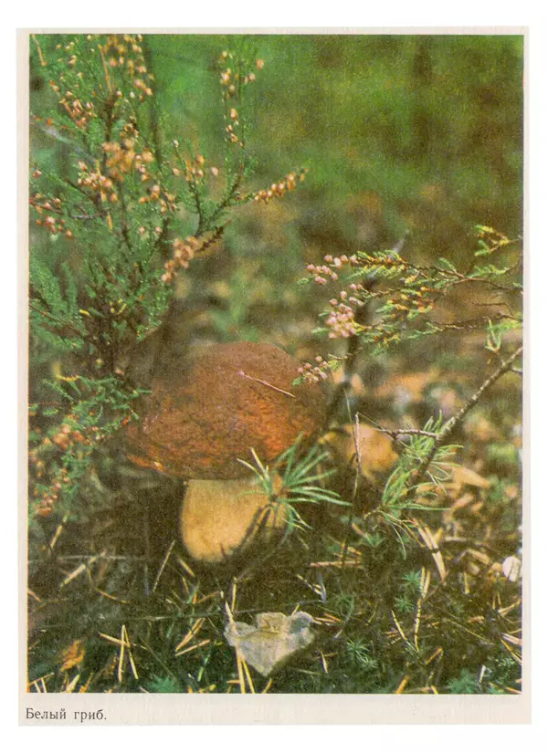Нина Черепанова - Грибы - Страница № 56