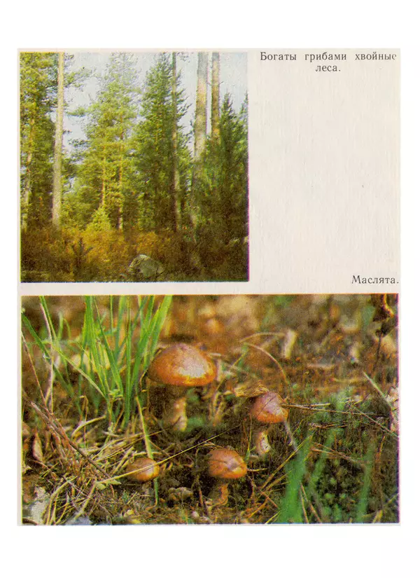 Нина Черепанова - Грибы - Страница № 57