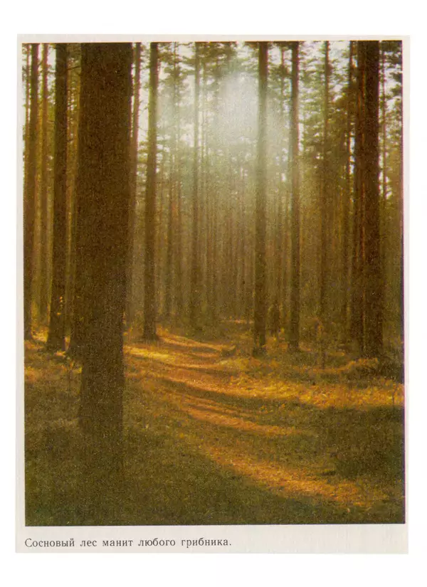 Нина Черепанова - Грибы - Страница № 60