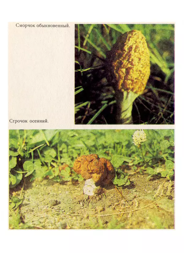 Нина Черепанова - Грибы - Страница № 62