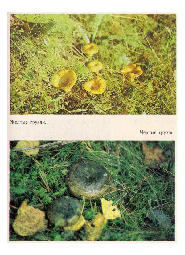 Нина Черепанова - Грибы - Страница № 63