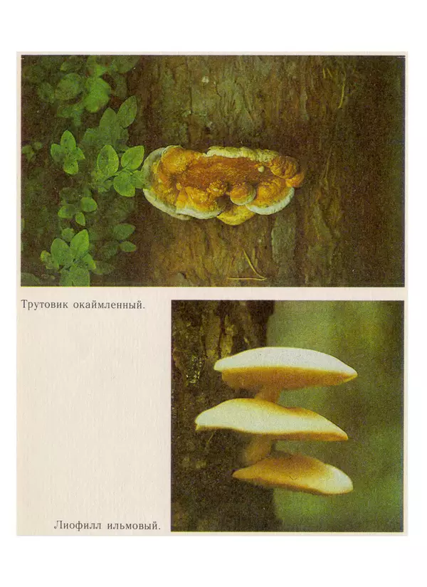 Нина Черепанова - Грибы - Страница № 64