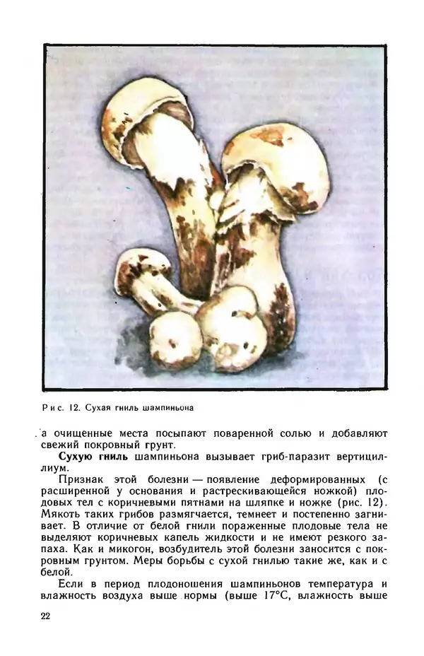 Наталья Шалашова  - Шампиньоны - Страница № 23