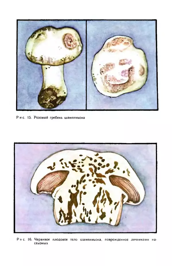 Наталья Шалашова  - Шампиньоны - Страница № 27