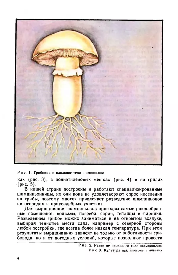 Наталья Шалашова  - Шампиньоны - Страница № 5