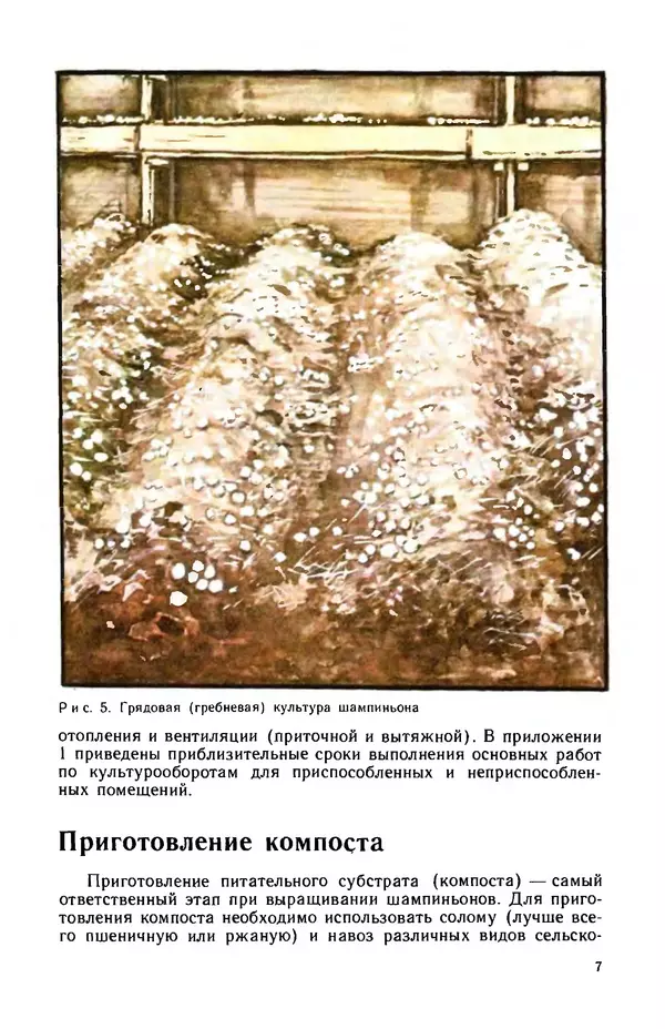 Наталья Шалашова  - Шампиньоны - Страница № 8