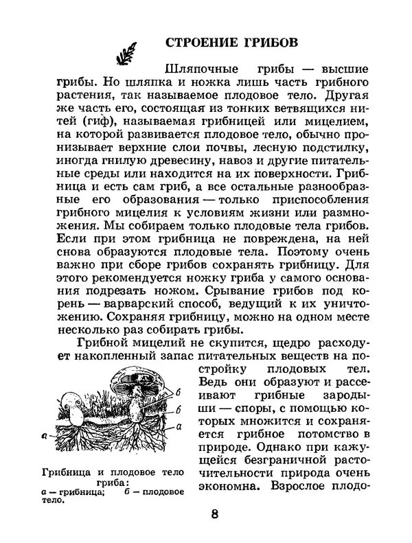 Василий Федяев - Грибы — чудо природы. — 3-е изд., доп. - Страница № 9