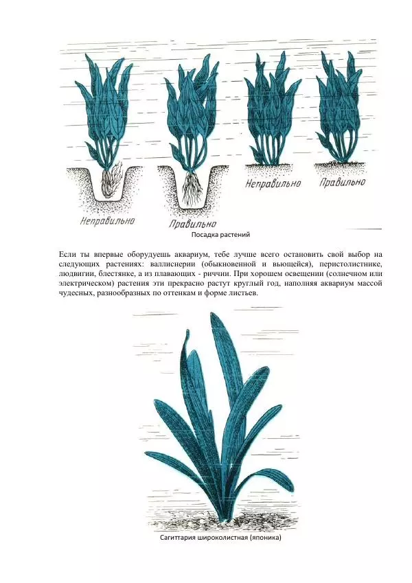 Федор Полканов - Подводный мир в комнате - Страница № 24
