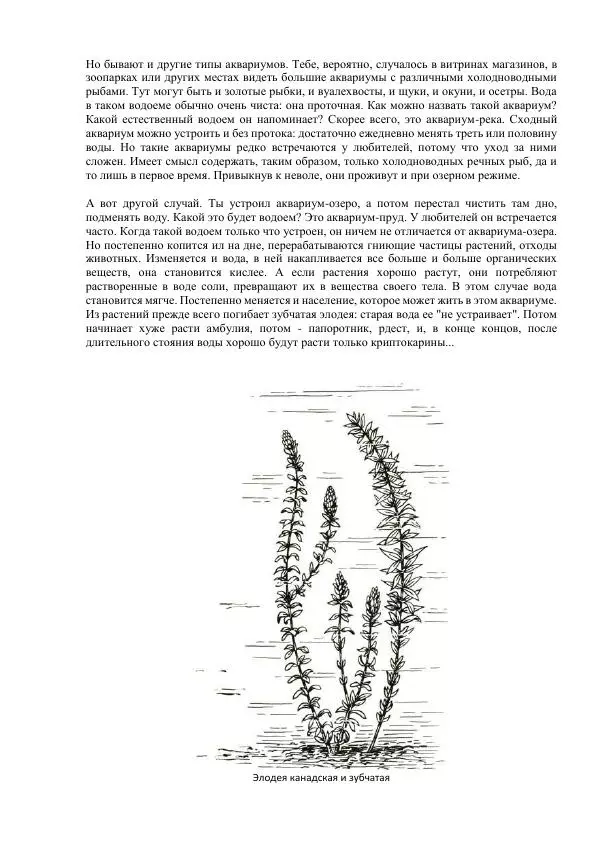 Федор Полканов - Подводный мир в комнате - Страница № 51