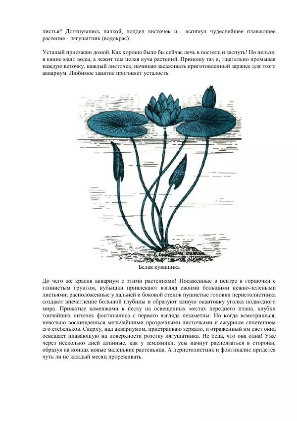 Федор Полканов - Подводный мир в комнате - Страница № 57