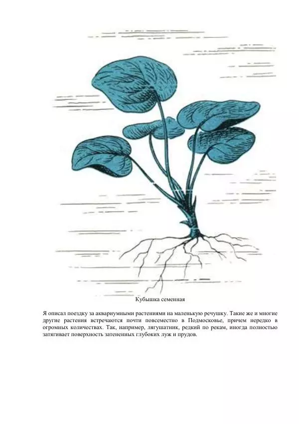 Федор Полканов - Подводный мир в комнате - Страница № 58