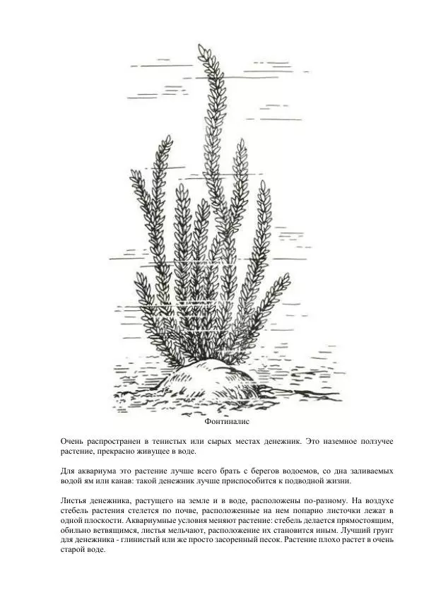 Федор Полканов - Подводный мир в комнате - Страница № 59