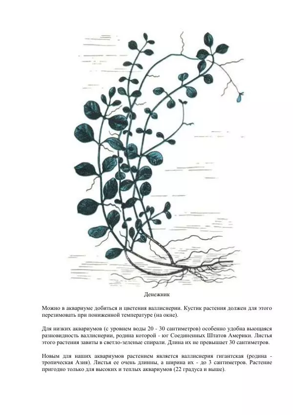 Федор Полканов - Подводный мир в комнате - Страница № 62