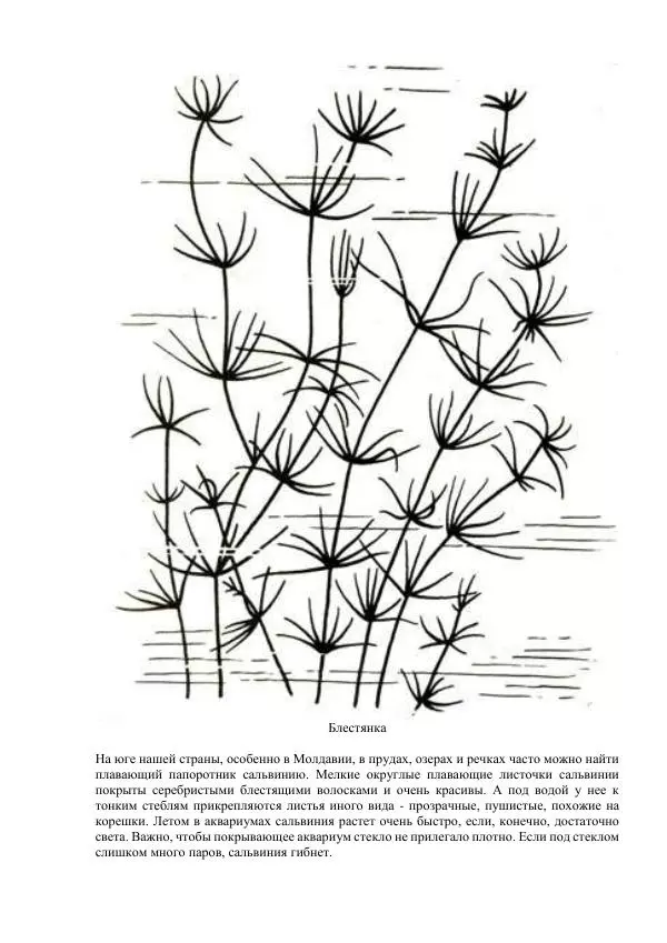 Федор Полканов - Подводный мир в комнате - Страница № 65