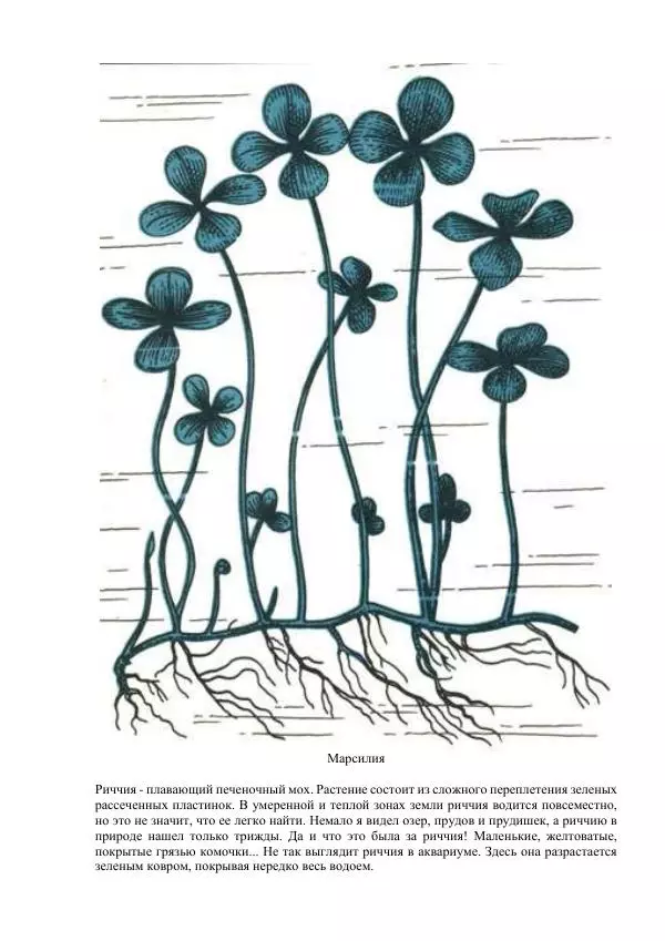 Федор Полканов - Подводный мир в комнате - Страница № 68