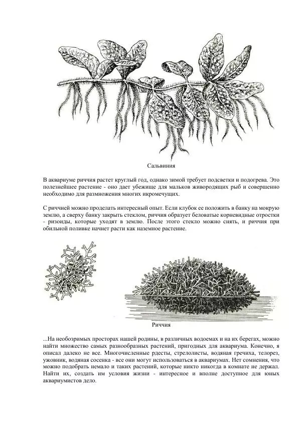 Федор Полканов - Подводный мир в комнате - Страница № 70