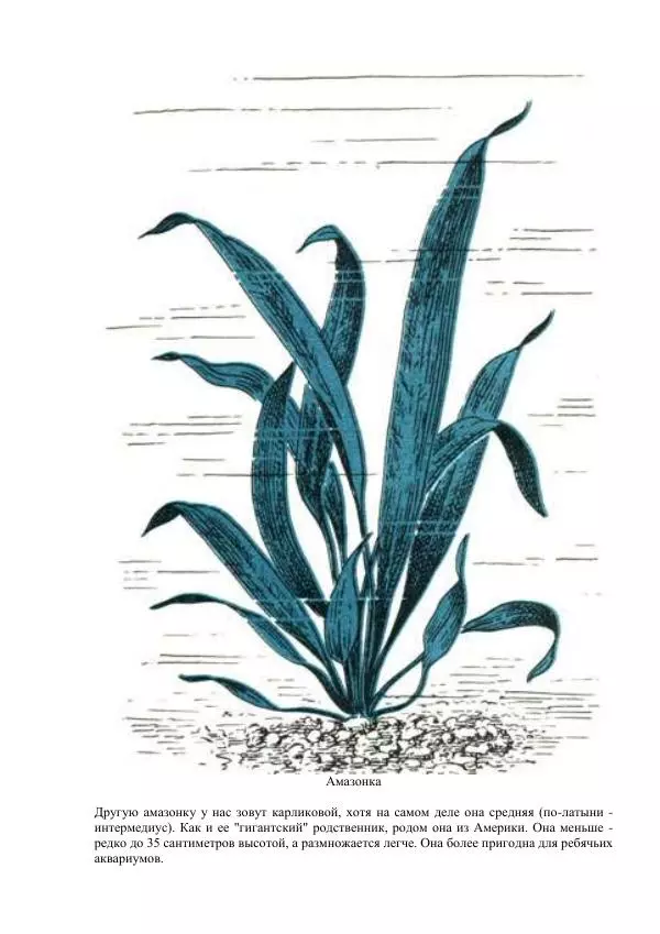 Федор Полканов - Подводный мир в комнате - Страница № 73