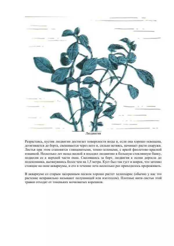 Федор Полканов - Подводный мир в комнате - Страница № 75