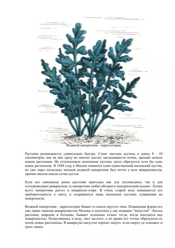 Федор Полканов - Подводный мир в комнате - Страница № 77