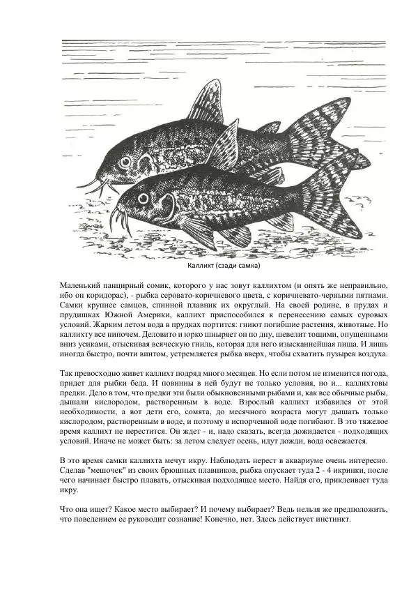 Федор Полканов - Подводный мир в комнате - Страница № 137