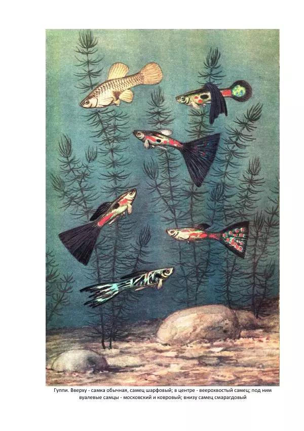 Федор Полканов - Подводный мир в комнате - Страница № 177