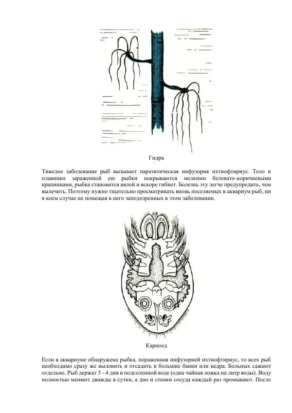 Федор Полканов - Подводный мир в комнате - Страница № 189