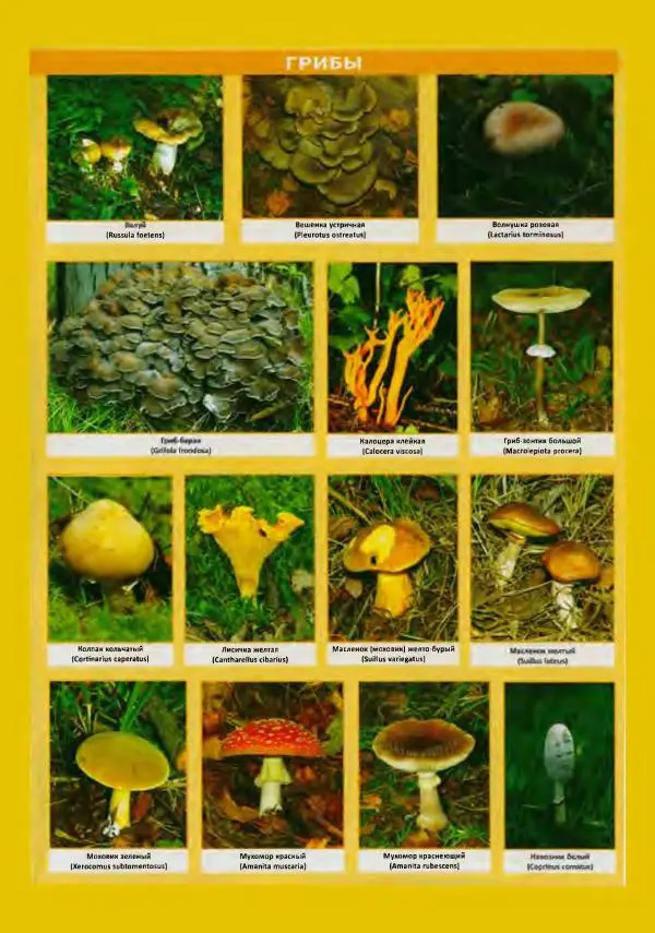 Михаил Вишневский - Готовим из дикоросов. Папоротники, водоросли, лишайники и грибы - Страница № 563