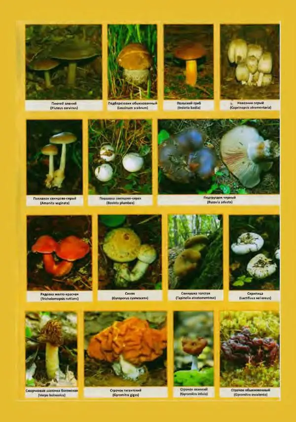 Михаил Вишневский - Готовим из дикоросов. Папоротники, водоросли, лишайники и грибы - Страница № 565