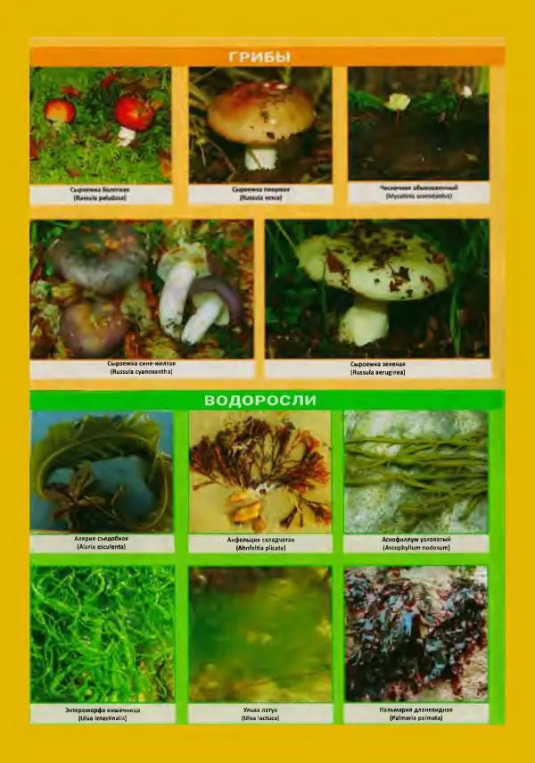 Михаил Вишневский - Готовим из дикоросов. Папоротники, водоросли, лишайники и грибы - Страница № 566