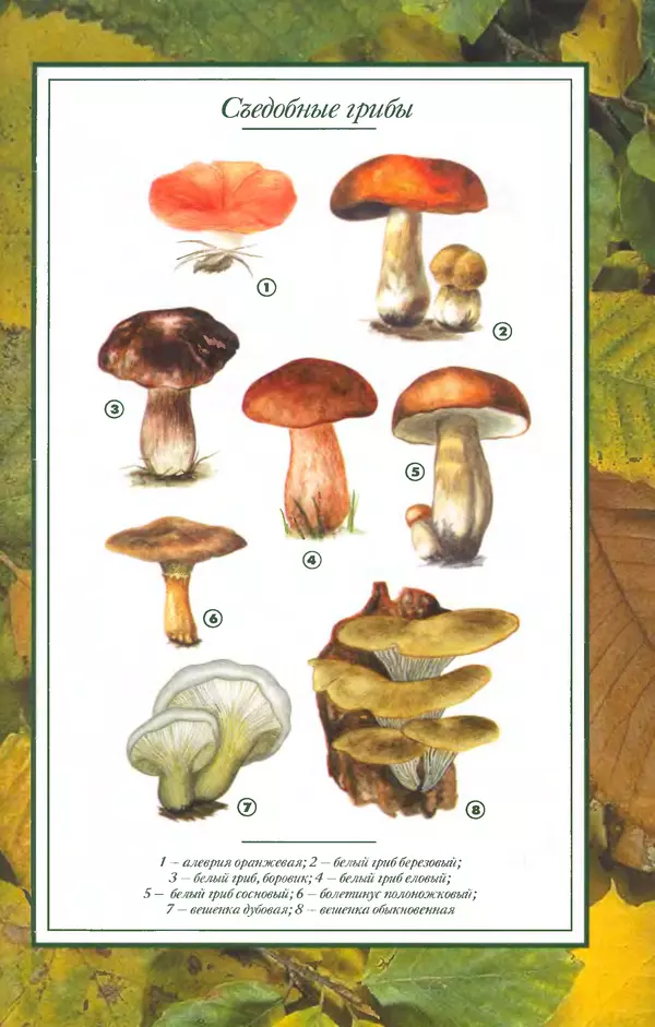 Алексей Умельцев - Энциклопедия грибника - Страница № 273