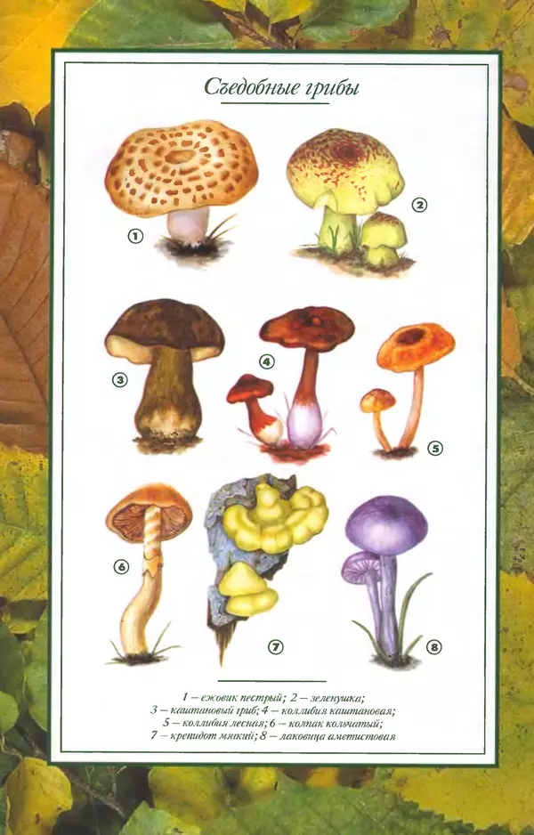 Алексей Умельцев - Энциклопедия грибника - Страница № 276