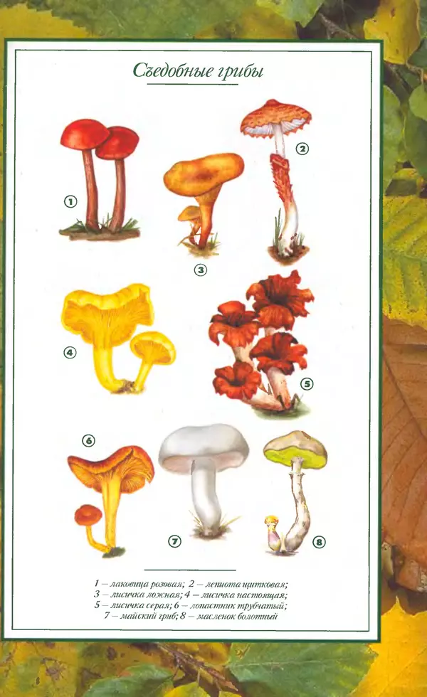 Алексей Умельцев - Энциклопедия грибника - Страница № 277