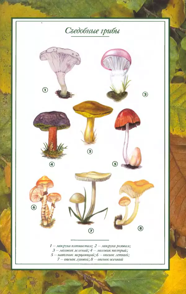Алексей Умельцев - Энциклопедия грибника - Страница № 279