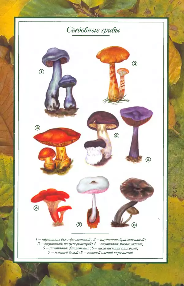 Алексей Умельцев - Энциклопедия грибника - Страница № 280