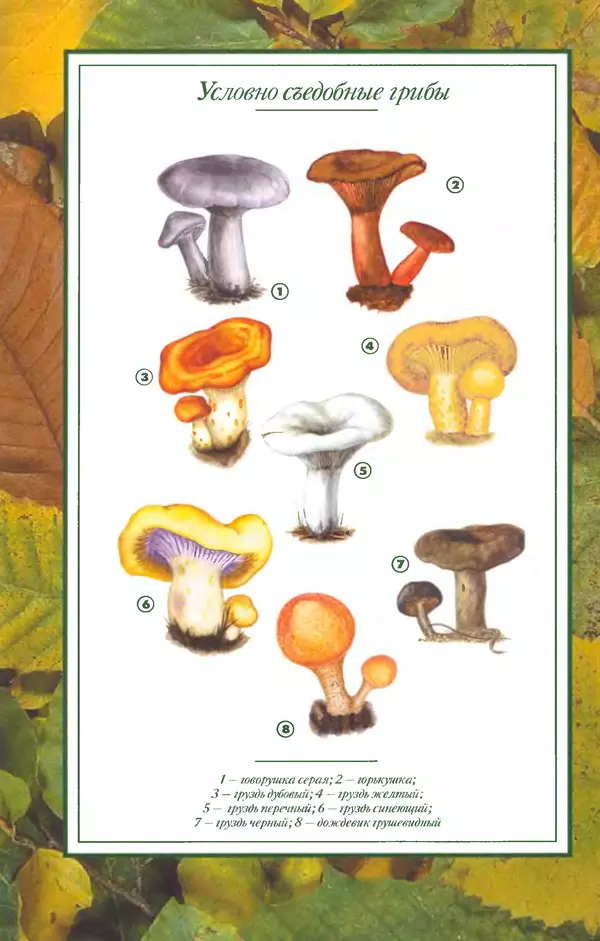 Алексей Умельцев - Энциклопедия грибника - Страница № 282