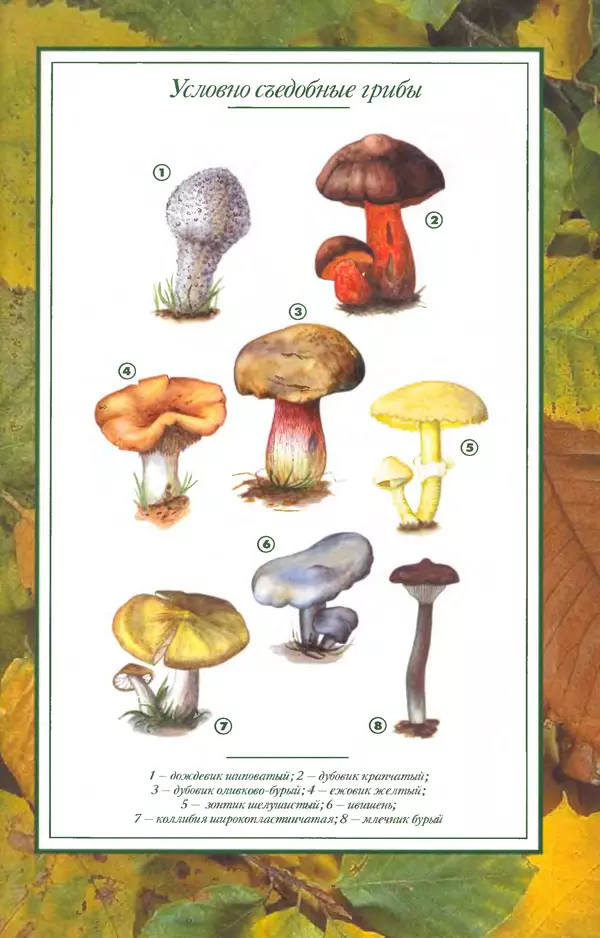 Алексей Умельцев - Энциклопедия грибника - Страница № 283