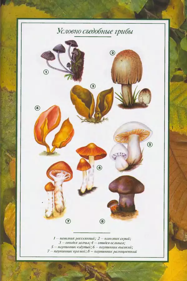 Алексей Умельцев - Энциклопедия грибника - Страница № 285