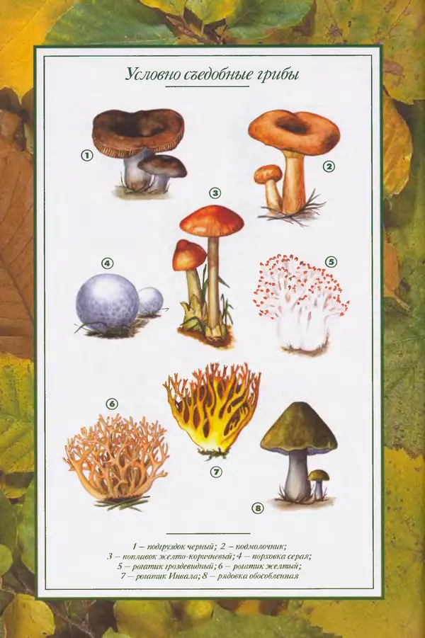 Алексей Умельцев - Энциклопедия грибника - Страница № 286